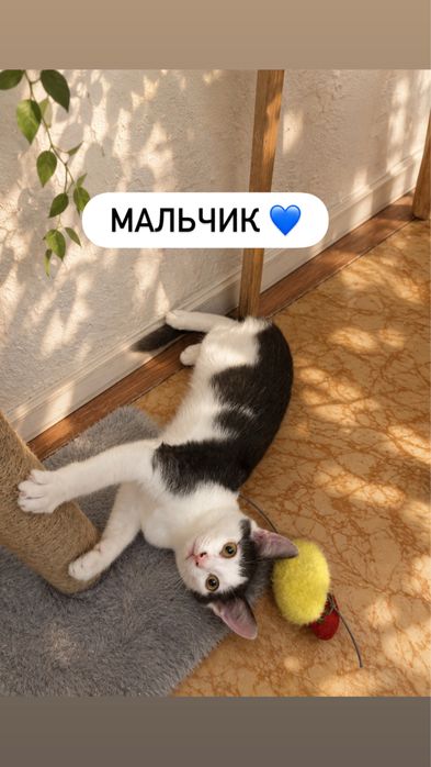 Котята в добрые руки