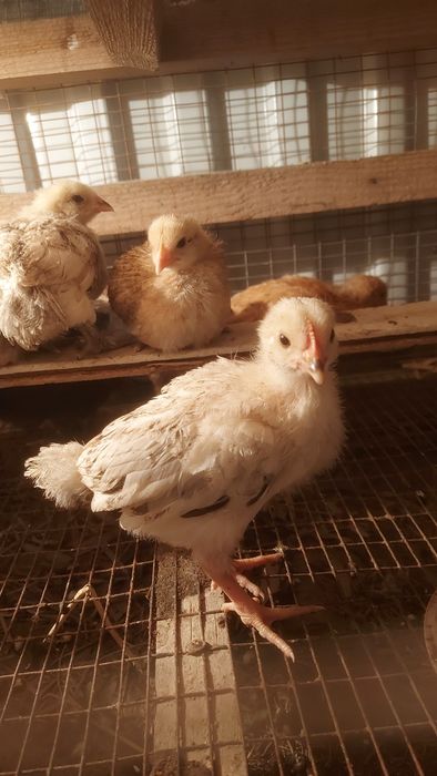 Цыплята, балапан