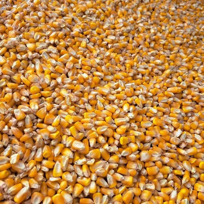 Vand porumb de anul trecut