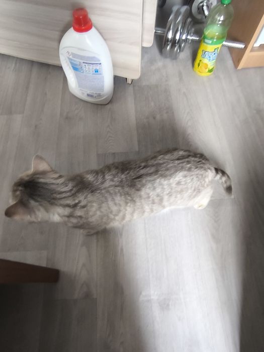 Кошка Шатланская