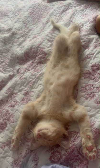 Отдам котенка, 3 месяца малышу