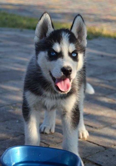 De vanzare Husky Siberian,aspect inconfundabil/transport