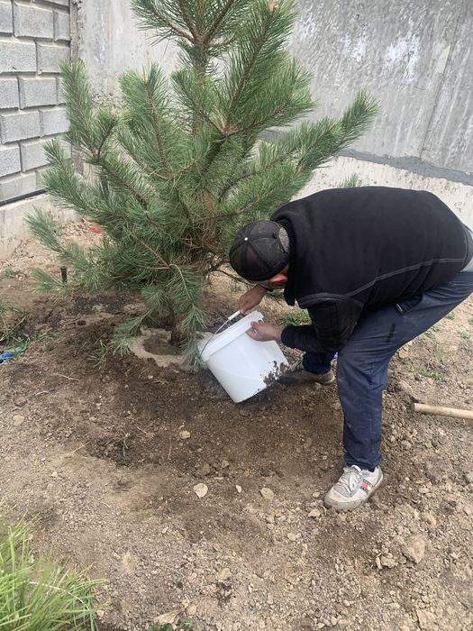 Деревья газон озеленение