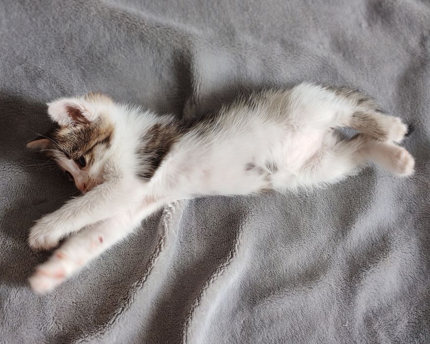 Отдадим котёнка в добрые руки