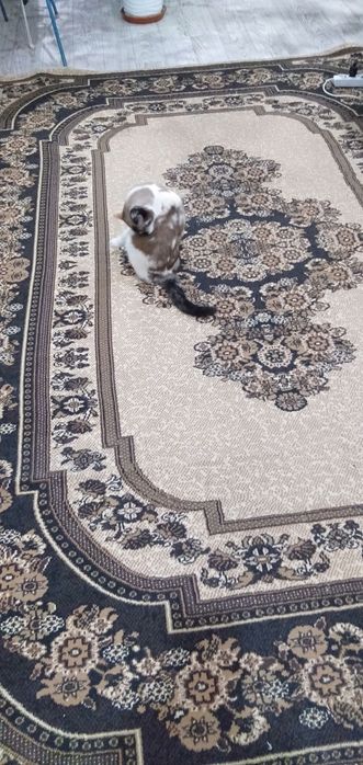 Продам ковер большой,добротный!