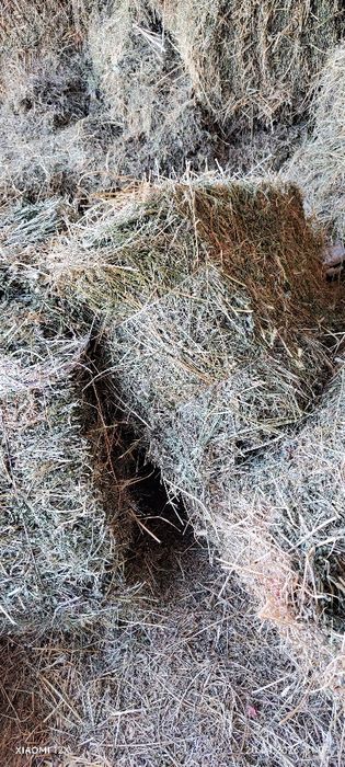 Клевер четвёртый укос