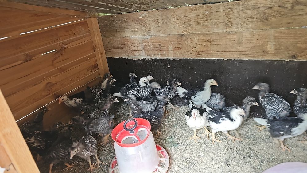 Pui plymonte și pita pinta.