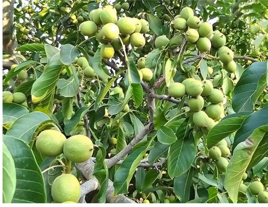 Vând nuci din nucă soiuri diferite