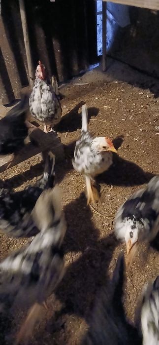 Vând puicuțe și cocoșel americani..