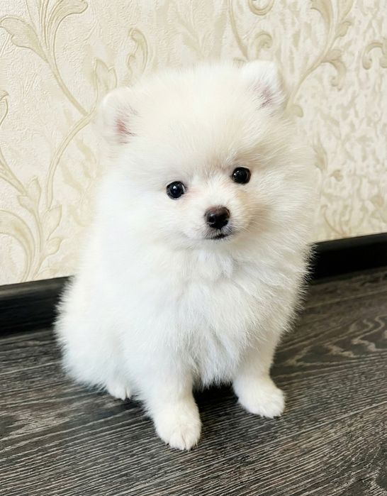 Померанский шпиц. Щенки с документами