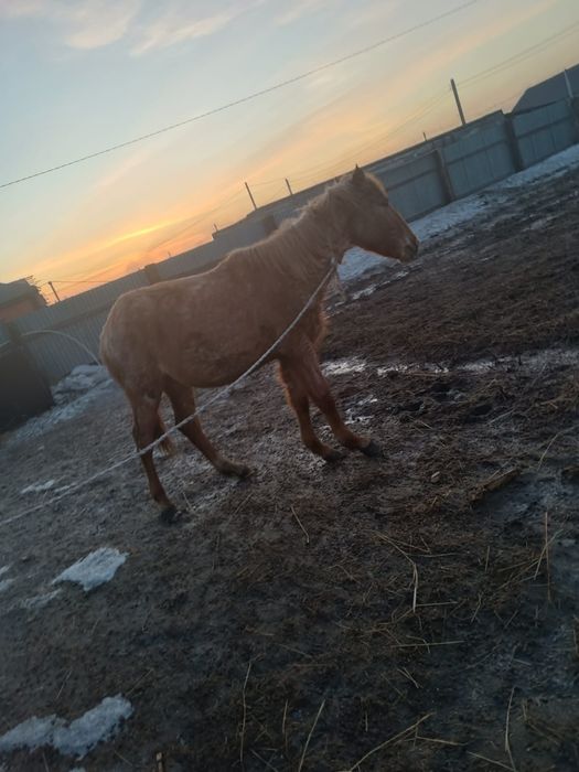 Продам баитал находится ЖД паселке