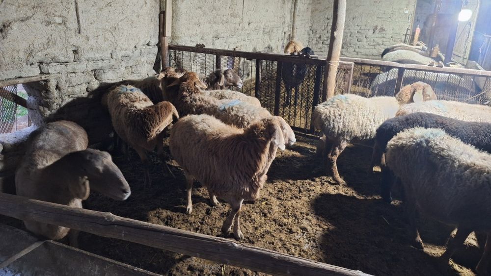 Bugʻoz qòylar sotiladi qirgʻizni qòylari