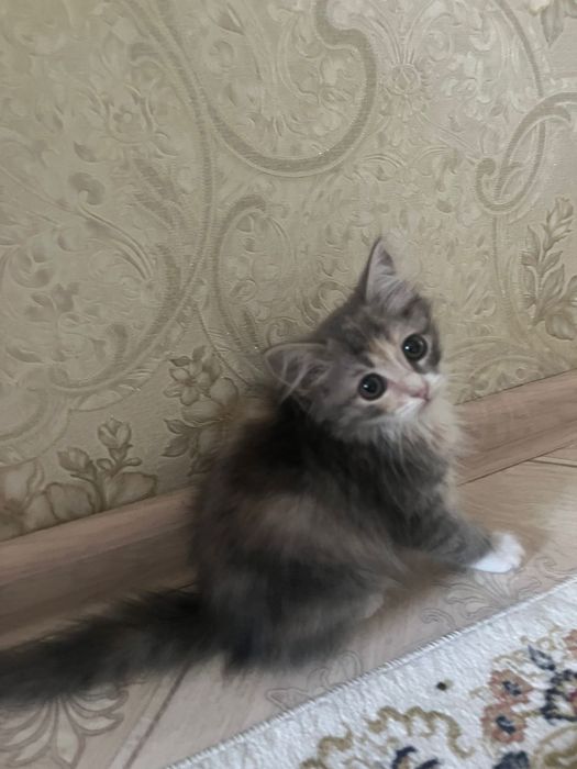 Отдам котенка девочку