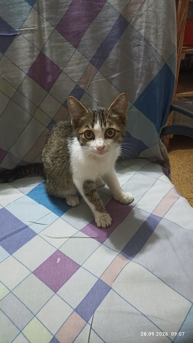 Котик ищет любящих родителей