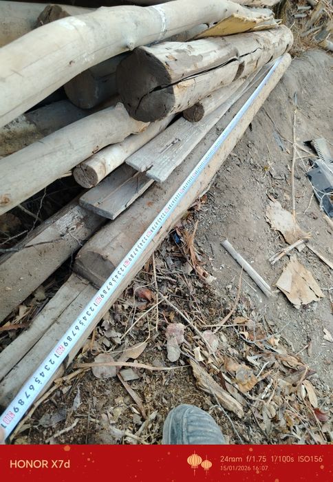 Шарқырауық, әри жайдың төбесине бастырыуғада болатын ағашлар