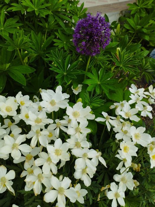 Многолетние цветы