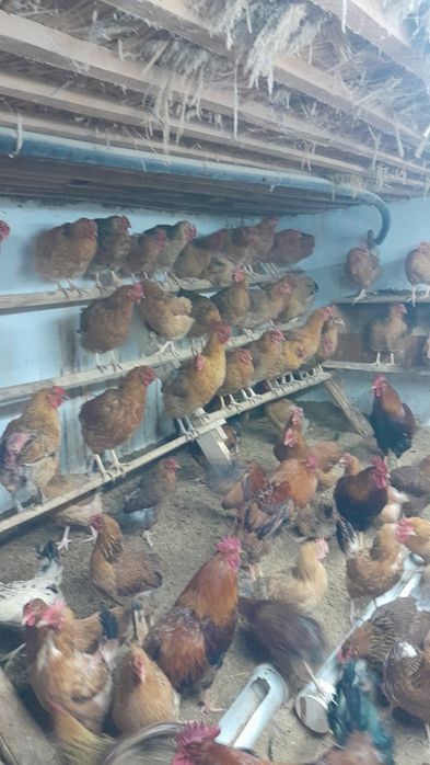 Инкубацияға жұмыртқа сатылады.