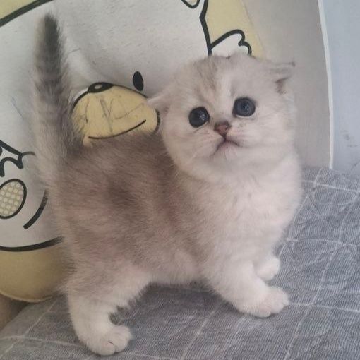 Котята шиншиллы фолд и страйты