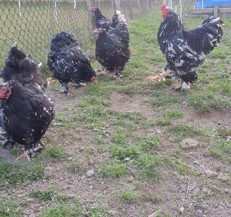 Ouă pentru incubat!