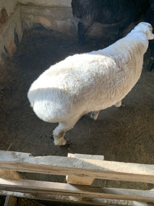 Кучкор сотилади/-)(;: