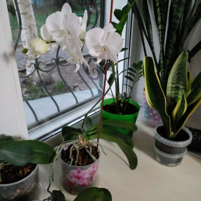 Продам комнатные цветы