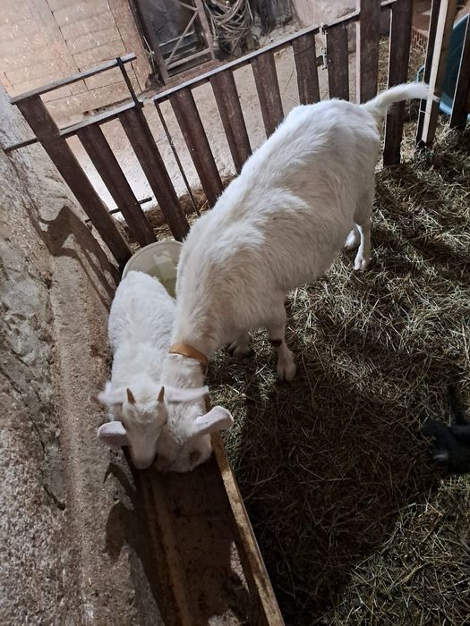 Capra și iada sanen