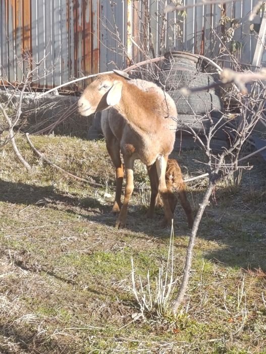 Арашан матка с ягненкам