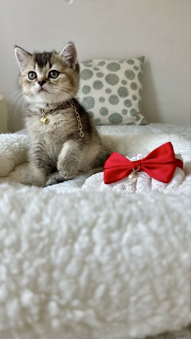 Fetita British Shorthair din Felisa Autorizata - Certificat pedigree