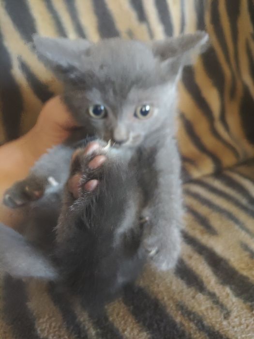Серенький котёнок (мальчик)