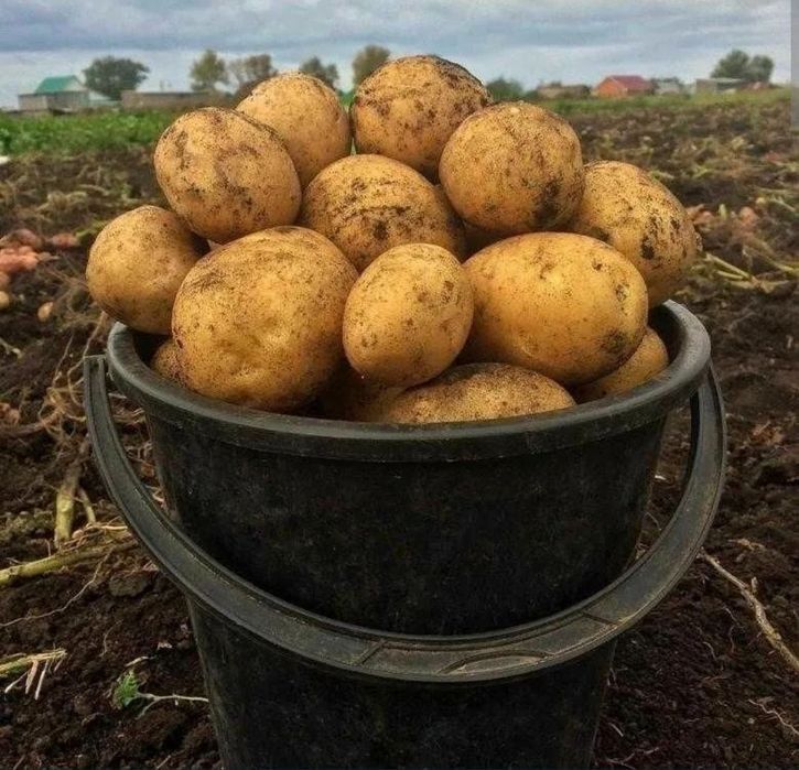 Продам картофель дачный.