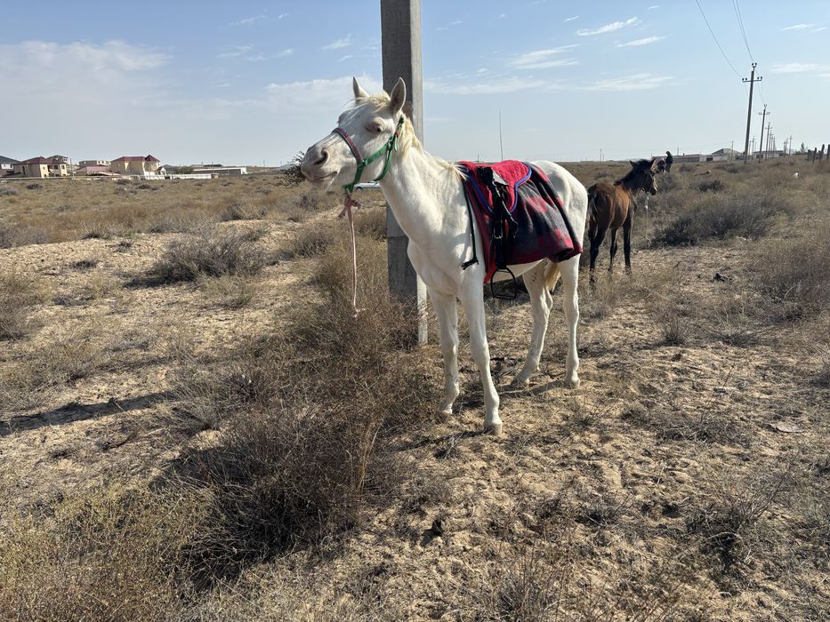 Продаю лошадь альбинос 2 года