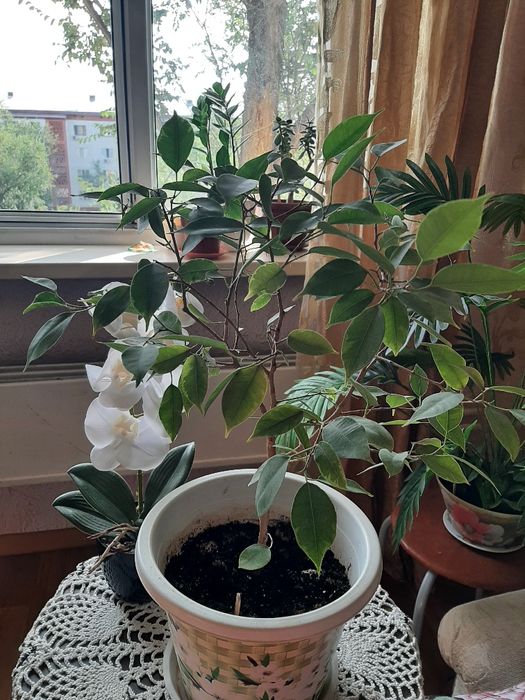 Продам фикус Бенджамина