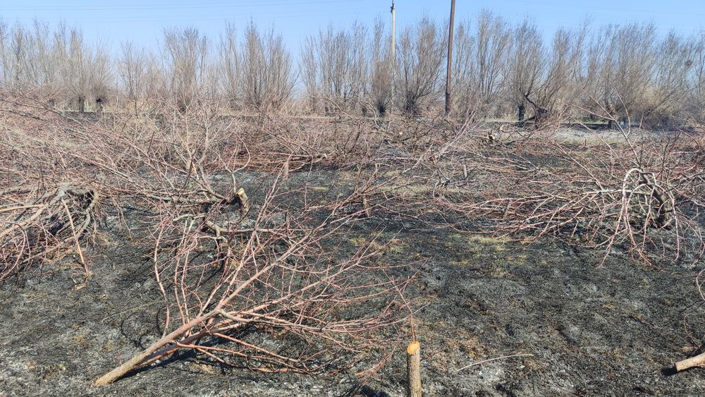 Дрова самовывоз яблоня