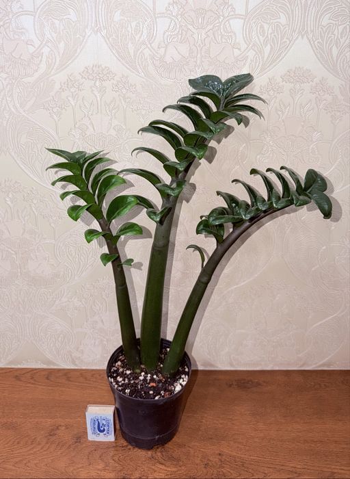 Замиокулькас Зензи, комнатные растения, комнатные цветы