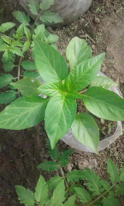 Энг зурлари бизда