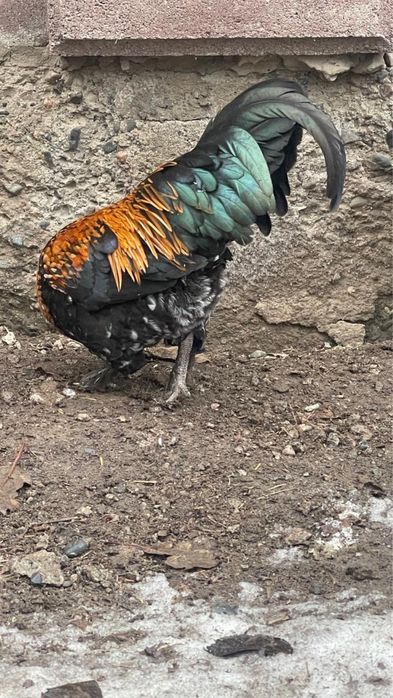 Карликовые петухи