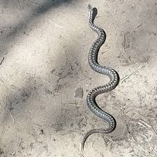 Dezinfeksiya chayon va ilonlar Dizinfeksiya