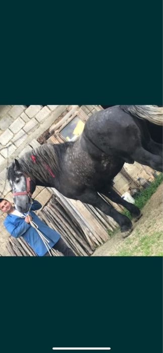 Vand sau schimb armasar sur