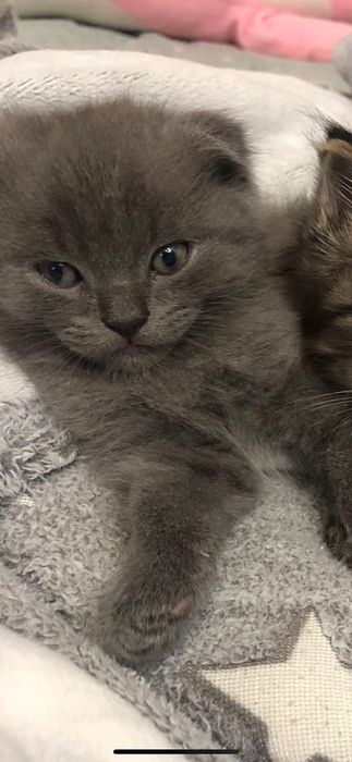 Котенок в добрые руки