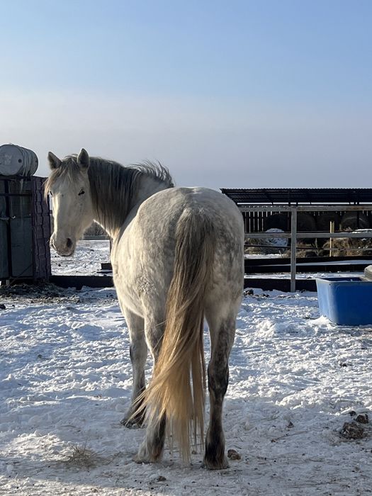 Кобыла крупная молочная