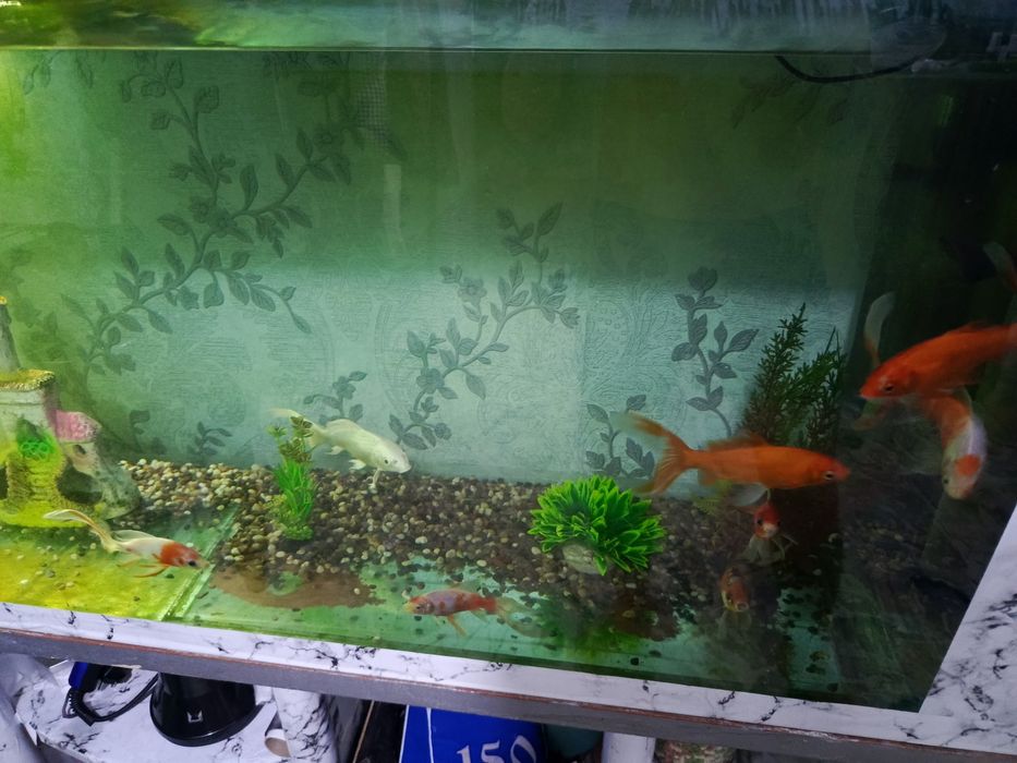 Продам больших рыбок