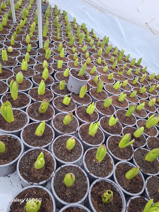 Vând zambile disponibile acum sau 1-8 martie