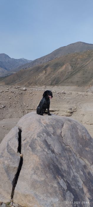 КОБЕЛЬ ДЛЯ ВЯЗКИ. НЕ ЩЕНКИ. Ищем подругу для Русского спаниеля.