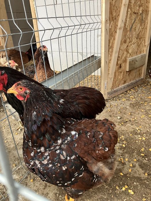 OFERTA 6 lei Oua incubat de la gaini de rasa Araucana, wyandote , marans , la bress