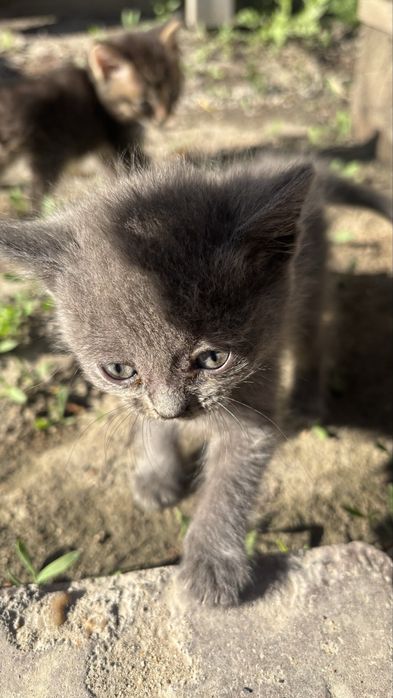 Отдам котят в хорошие руки