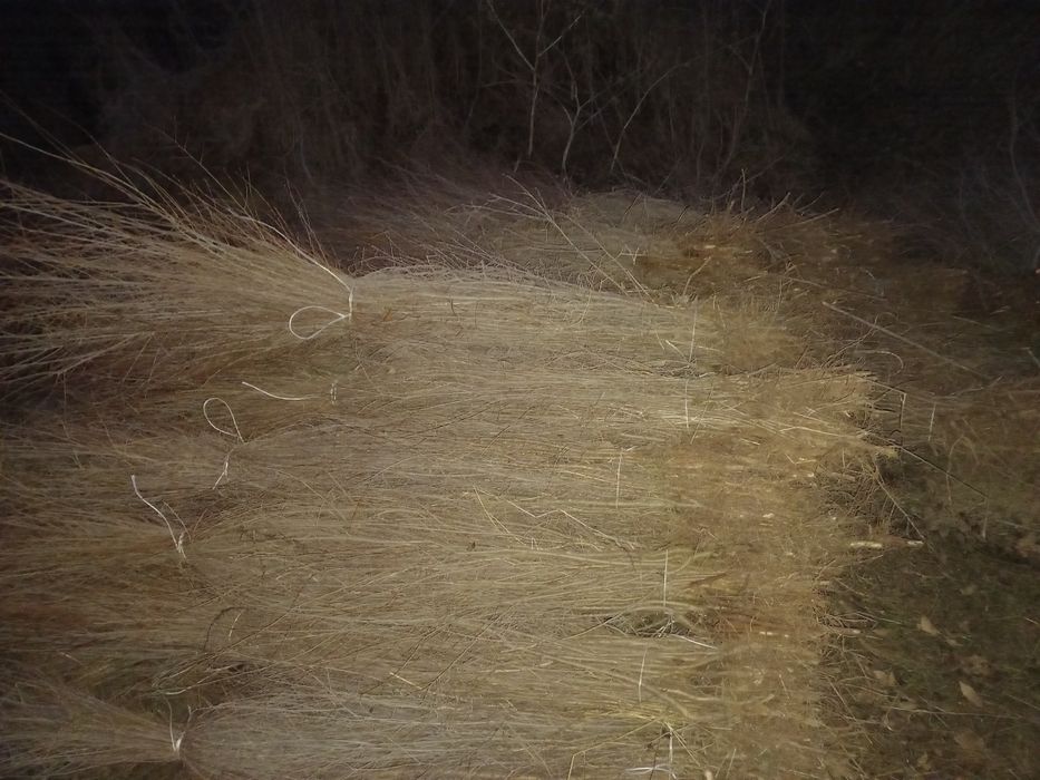 Карагаш. Вяз оптом