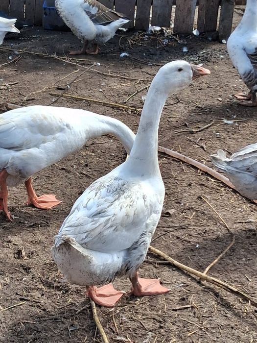 Gaste de tara crescute natural