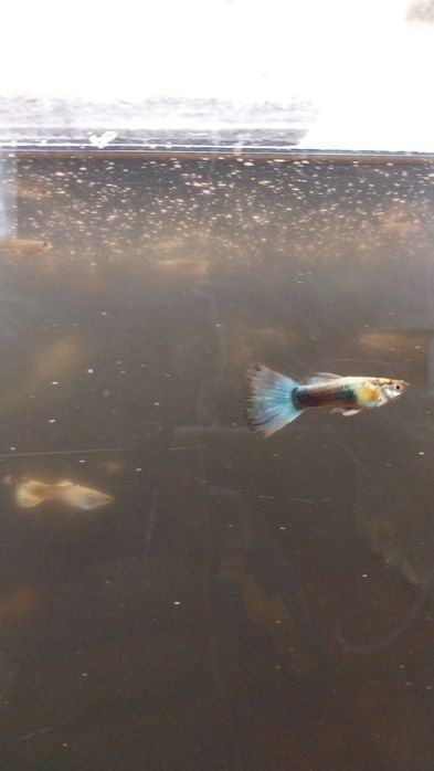 Аквариумные рыбки.