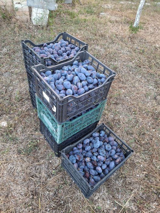 Продавам сини сливи за ракия