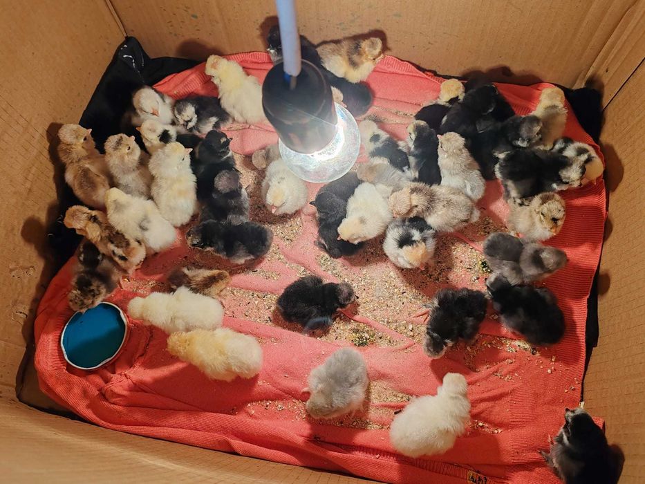 Oua .Puii.  Cocosi Pitice Bantam